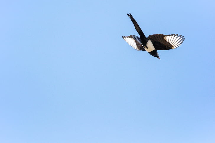 low angle photography of black-billed magpie