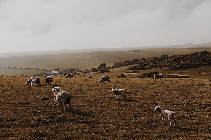 dog watching herd of sheep during daytime