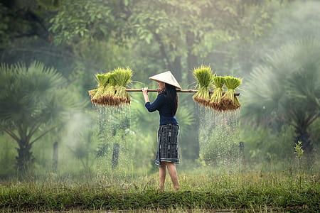photo of woman carrying rice plants