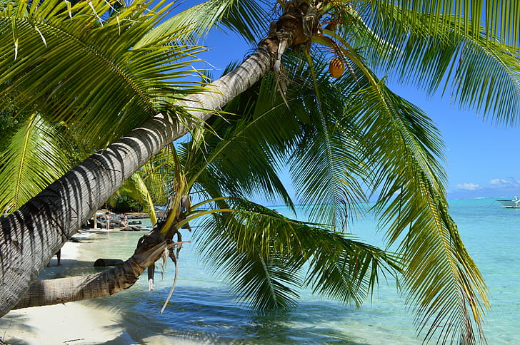green palm tree near seashore