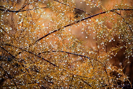 closeup of dew drops on leaves and tree branches