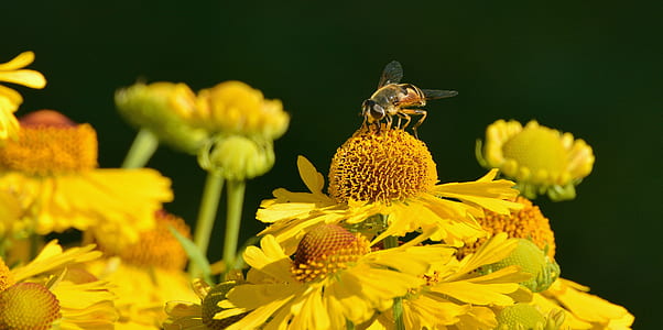 Yellow Honeybee on Yellow Petal Flower