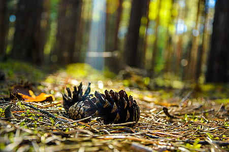 closeup photography of black pine cone