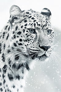 shallow focus on white snow leopard