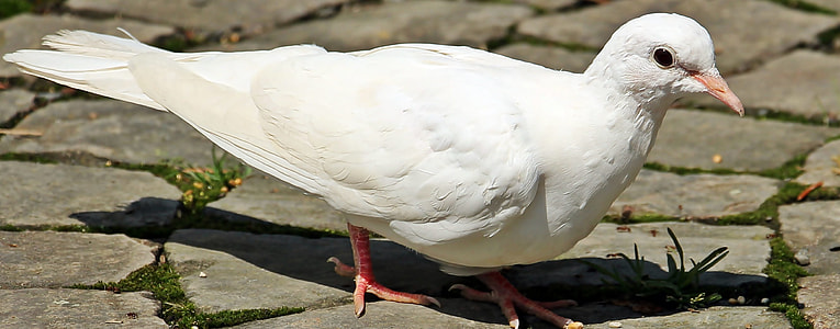 white dove on ground