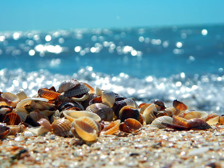 assorted-color seashells on sand at daytime