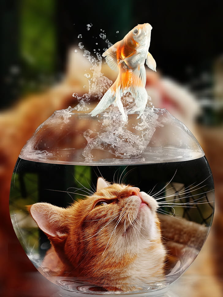 cat looking up on gold fish above clear glass fish bowl