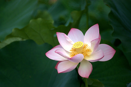 closeup photo of pink and white petaled flower