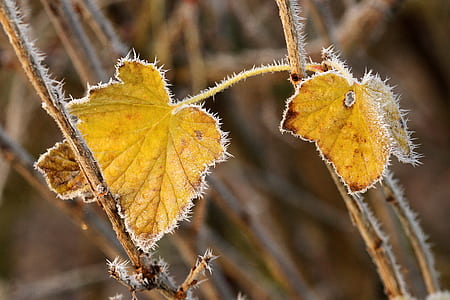 two brown leaves during daytime