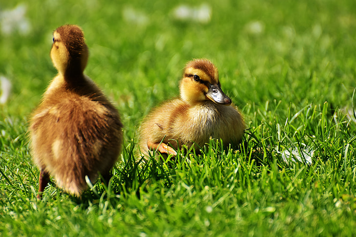 two brown ducklings on green grass