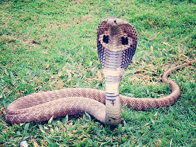 gray king cobra on green grass field
