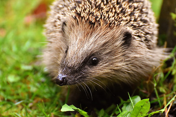close-up photography of hedgehog on green grass