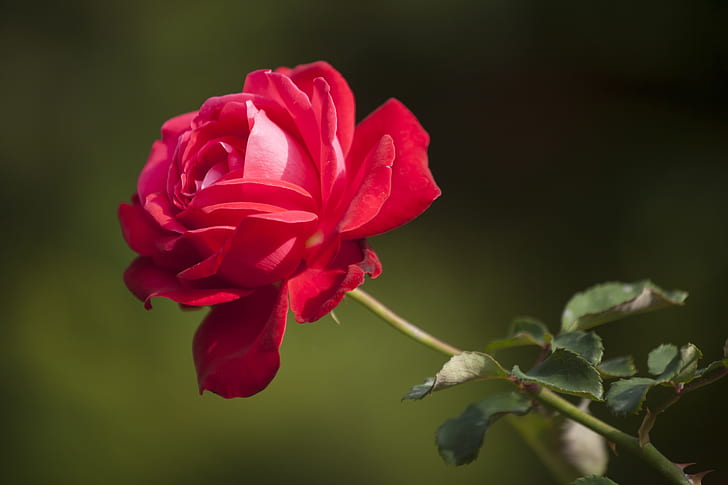 focus photography of red rose