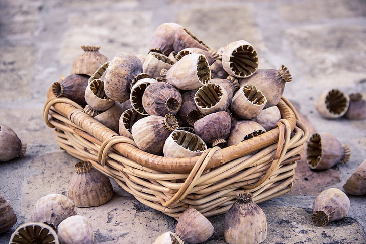 brown wicker basket with shells