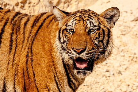 closeup photo of brown and black tiger