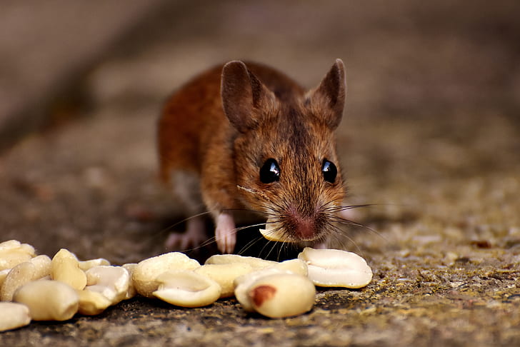 brown mice eating peanut