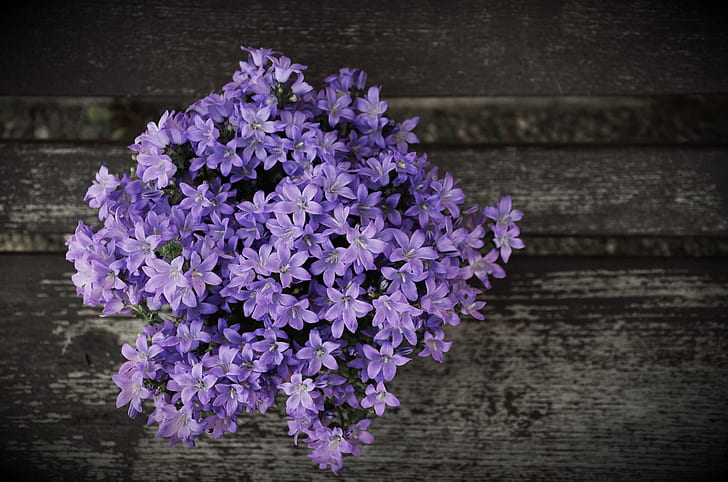 purple clustered flowers
