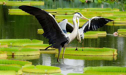 two white-and-black birds on green water plant
