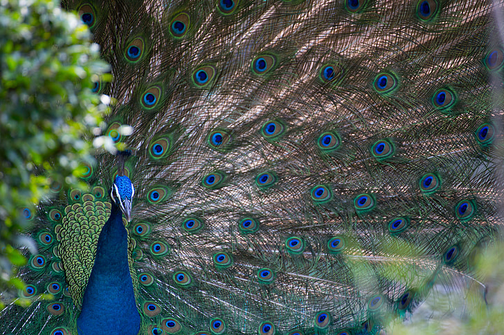 close up photo of peacock