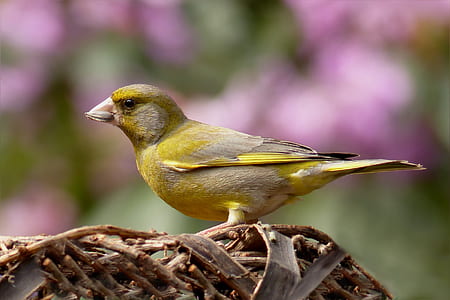 focus photography of Atlantic canary