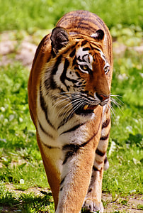 adult tiger walking on green grass field