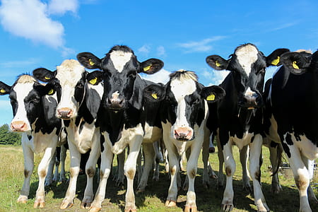 white-and-black cows under blue sky