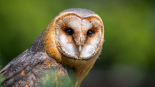 photo of brown and white owl