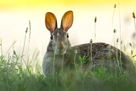 grey hare over green grasses