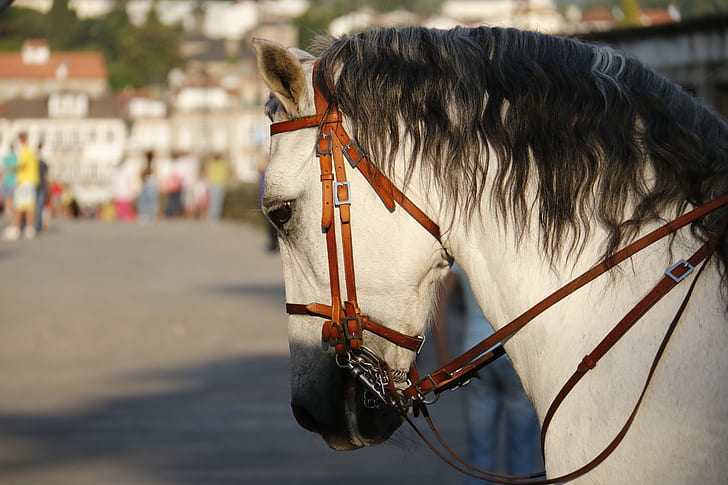 white horse with brown straps