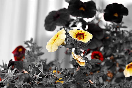 selective focus of yellow and red morning glory in bloom