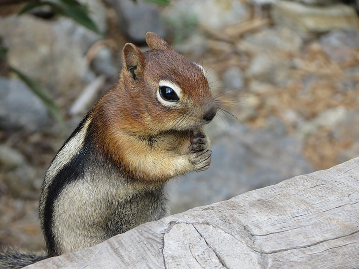 brown squirrel near gray wood log photo taken during daytime