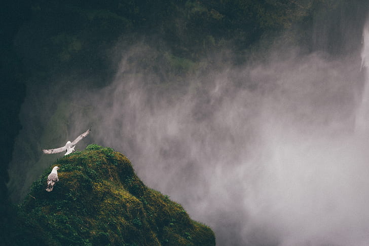 two grey and white gulls on mountain covered by fog