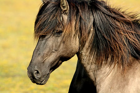 selective focus photography of brown horse