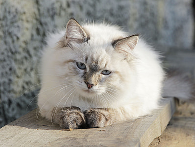 long-coated white cat sitting