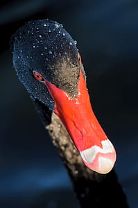 black and red mallard duck