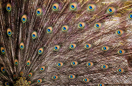 open peacock feathers