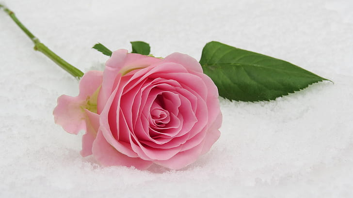 pink rose on white surface