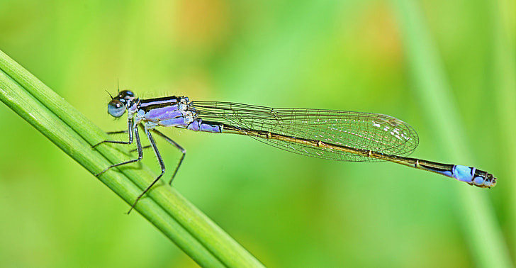 photo of blue dragonfly on grass