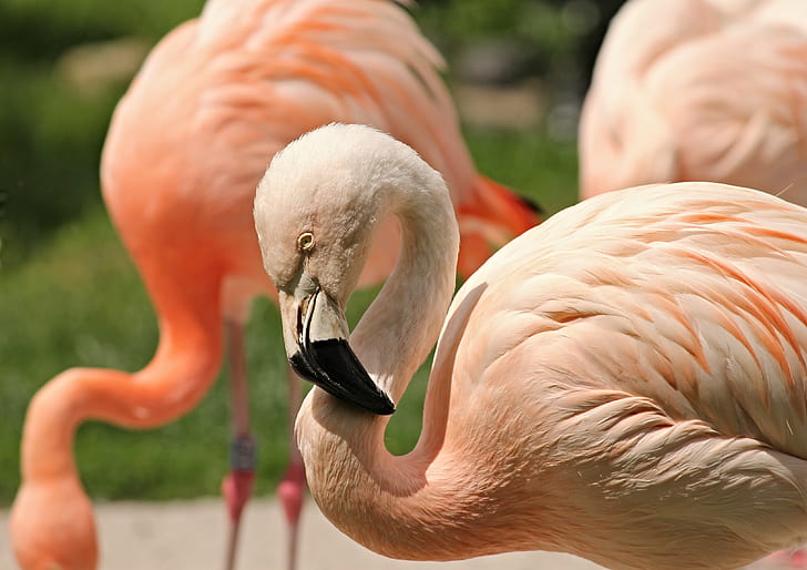 selective focus photograph of flamingo
