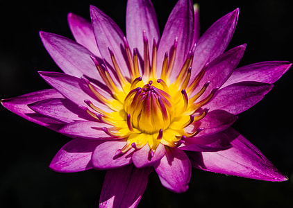 close-up photography of purple and yellow flower in bloom