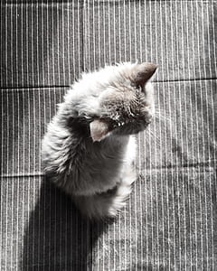 Gray Fur Cat