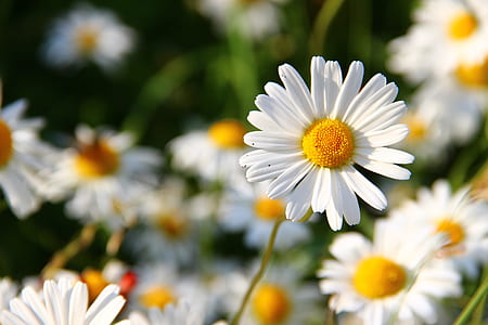 shallow focus photo of white and yellow daisies