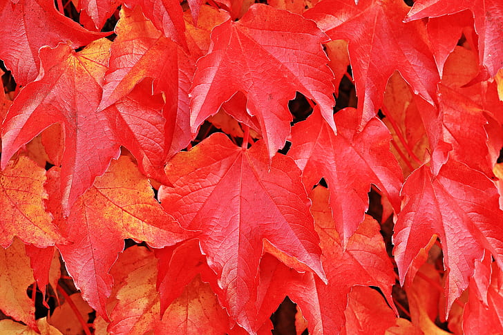 red maple leaf illustration