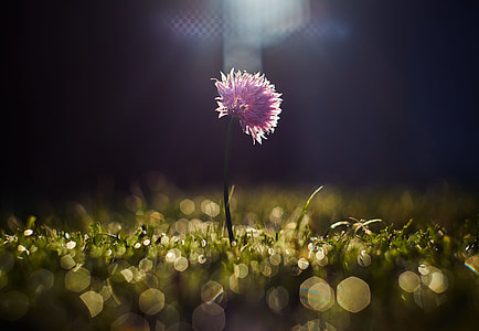 closeup photography of pink petaled flower