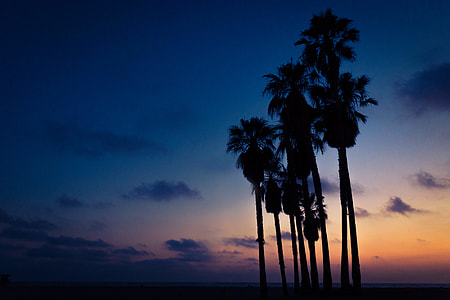 sunset palm painting