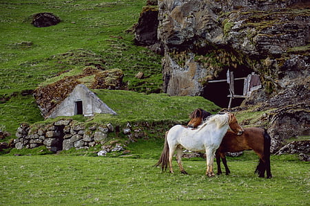 two white and brown horse near green grass field