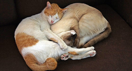 two orange and brown sleeping cats