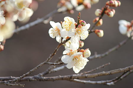 white cherry blossom close-up photography