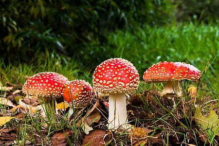 macro shot of red-and-beige mushrooms