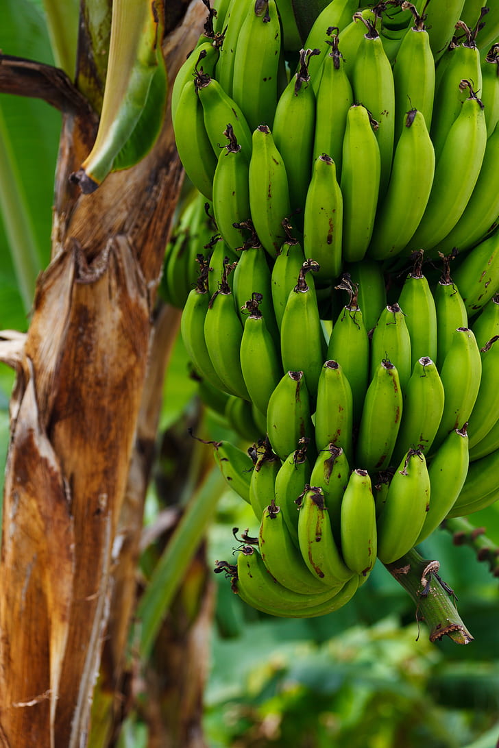 photo of green bananas